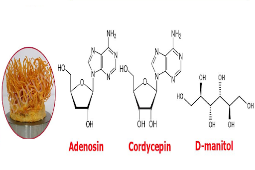 Thành phần của đông trùng hạ thảo: Cordycepin và Adenosine